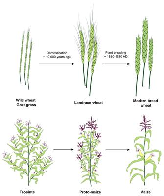 Global Role of Crop Genomics in the Face of Climate Change